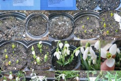 2016-2017 Galanthus