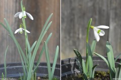 2017-2018 Galanthus