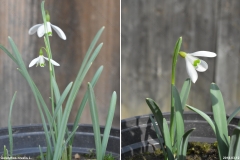 Ua_Ber_Galanthus_nivalis_2018