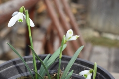 Ua_Ber_Galanthus_nivalis_2019