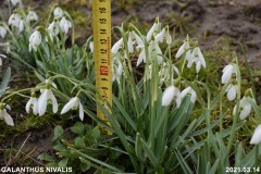 Galanthus-nivalis-Gyujtemenyes-kert