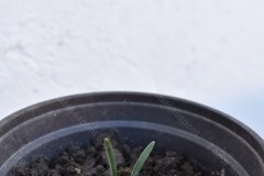 Galanthus-nivalis