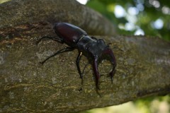 DSC_078520220511