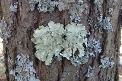 Flavoparmelia-caperata_Parmelia_sulcata_Hypogymnia_physodes