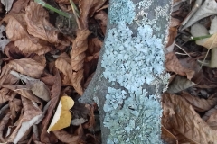 Parmelia_sulcata
