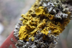 lichen_cemetery_2_Berehovo
