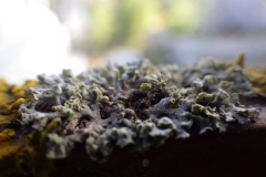 lichen_cemetery_3_Berehovo