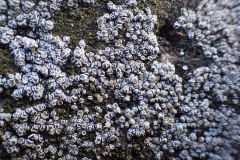 lichen_cemetery_4_Berehovo