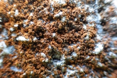 lichen_cemetery_5_Berehovo