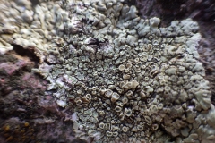 lichen_cemetery_Berehovo