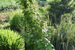 1_Dioscorea-caucasica