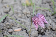 1_Fritillaria-meleagris
