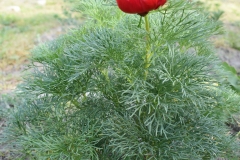 1_Paeonia-tenuifolia