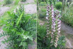 Acanthus longifolius