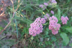 Achillea asplenifolia