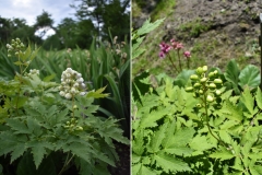 Actaea alba