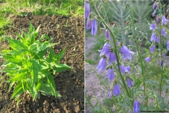 Adenophora bulleyana