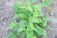 Adenophora pereskiifolia