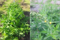 Agrimonia eupatoria
