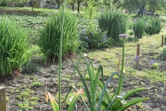 Allium-Gladiator