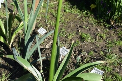 Allium-Globemaster