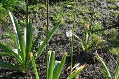 Allium-Goliath