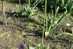 Allium-Mars