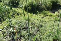 Allium-Miami