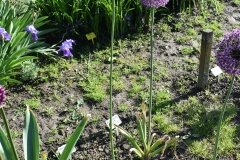 Allium-Mount-Everest-2
