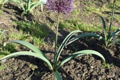 Allium-Powder-Puff