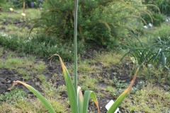 Allium-Purple-Sensation
