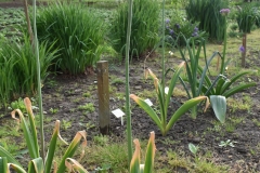 Allium-Stratos