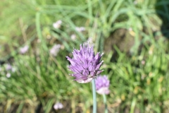 Allium-altyncolicum
