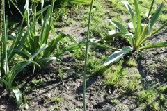 Allium-atropurpureum