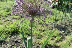 Allium-cristophii