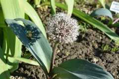 Allium-karataviense