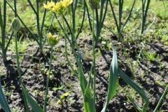 Allium-moly
