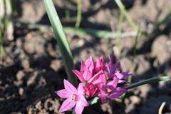 Allium-oreophilum