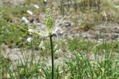 Allium-podolicum