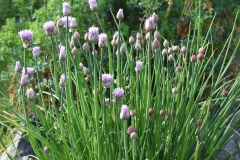 Allium-schoenoprasum