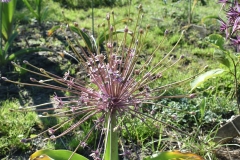 Allium-schubertii