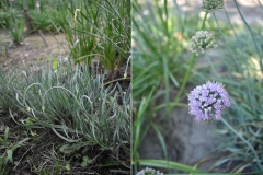Allium senescens ssp. montanum var. Glaucum