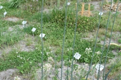 Allium-sphaerocephalon