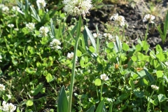 Allium-victorialis