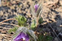 Anemone-pulsatilla