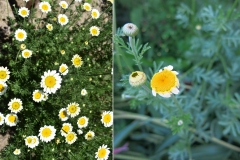 Anthemis dubia