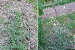 Anthericum liliago