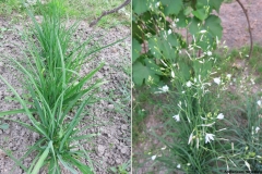 Anthericum ramosum