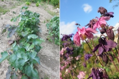 Aquilegia canadensis