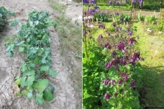 Aquilegia dinarica